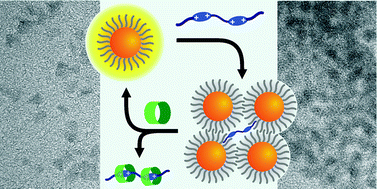 Graphical abstract: Supramolecular assemblies of semiconductor quantum dots and a bis(bipyridinium) derivative: luminescence quenching and aggregation phenomena