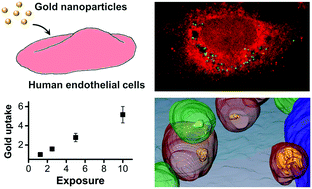 Graphical abstract: Uptake of gold nanoparticles in primary human endothelial cells