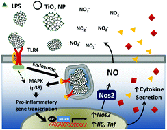 Graphical abstract: Titanium dioxide nanoparticles enhance macrophage activation by LPS through a TLR4-dependent intracellular pathway