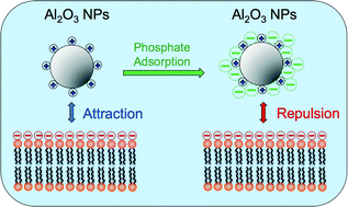 Graphical abstract: Aggregation and interactions of chemical mechanical planarization nanoparticles with model biological membranes: role of phosphate adsorption