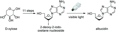 Graphical abstract: Synthesis and absolute configuration assignment of albucidin: a late-stage reductive deiodination by visible light photocatalysis