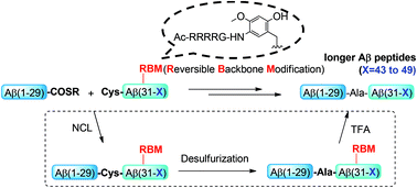 Graphical abstract: Efficient synthesis of longer Aβ peptides via removable backbone modification