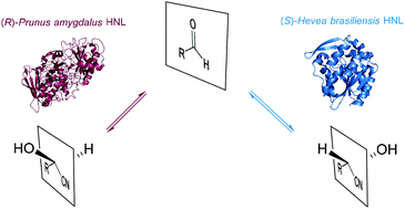 Graphical abstract: Enantioselective synthesis of cyanohydrins catalysed by hydroxynitrile lyases – a review