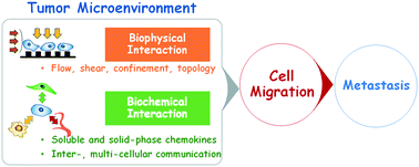 Graphical abstract: Cell migration in microengineered tumor environments