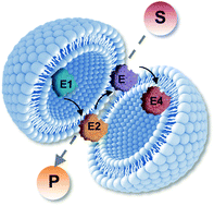 Graphical abstract: Spatial organization of multi-enzyme biocatalytic cascades