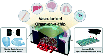 Graphical abstract: Microfluidic-based vascularized microphysiological systems