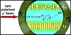 Graphical abstract: Using spin polarised positive muons for studying guest molecule partitioning in soft matter structures