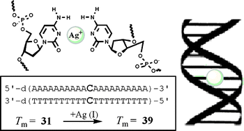 Graphical abstract: Specific interactions between silver(i) ions and cytosine–cytosine pairs in DNA duplexes