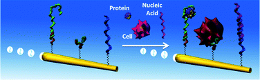 Graphical abstract: Motion-driven sensing and biosensing using electrochemically propelled nanomotors