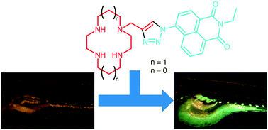 Graphical abstract: Modular ‘click’ sensors for zinc and their application in vivo