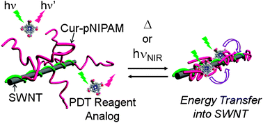 Graphical abstract: Heat and light dual switching of a single-walled carbon nanotube/thermo-responsive helical polysaccharide complex: a new responsive system applicable to photodynamic therapy