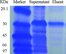 Graphical abstract: Preparation of GSH-functionalized porous dextran for the selective binding of GST by high internal phase emulsion (HIPE) polymerization
