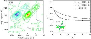 Graphical abstract: The effect of point mutation on the equilibrium structural fluctuations of ferric Myoglobin