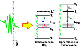 Graphical abstract: Solvent-dependent activation of intermediate excited states in the energy relaxation pathways of spheroidene