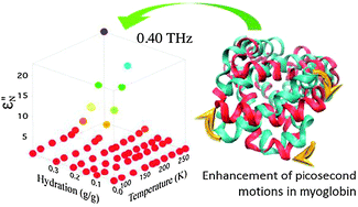 Graphical abstract: Hydration and temperature interdependence of protein picosecond dynamics