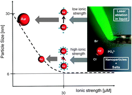 Graphical abstract: Size control of laser-fabricated surfactant-free gold nanoparticles with highly diluted electrolytes and their subsequent bioconjugation