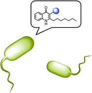 Graphical abstract: Structure–function analysis of the C-3 position in analogues of microbial behavioural modulators HHQ and PQS