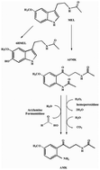 Graphical abstract: Assessing melatonin and its oxidative metabolites amounts in biological fluid and culture medium by liquid chromatography electrospray ionization tandem mass spectrometry (LC–ESI-MS/MS)