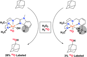 Graphical abstract: Evidence that steric factors modulate reactivity of tautomeric iron–oxo species in stereospecific alkane C–H hydroxylation