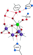 Graphical abstract: What does the Sr-substituted 2.1 Å resolution crystal structure of photosystem II reveal about the water oxidation mechanism?