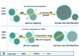Graphical abstract: Growth kinetics study revealing the role of the MPA capping ligand on adjusting the growth modes and PL properties of CdTe QDs