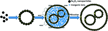 Graphical abstract: Dipole-directed assembly of Fe3O4 nanoparticles into nanorings via oriented attachment