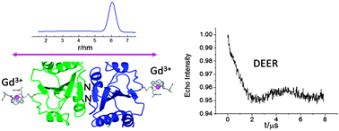 Graphical abstract: Gd3+ spin labeling for distance measurements by pulse EPR spectroscopy