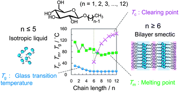 Graphical abstract: Thermotropic and glass transition behaviors of n-alkyl β-d-glucosides