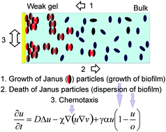 Graphical abstract: A multi-cellular network of metabolically active E. coli as a weak gel of living Janus particles