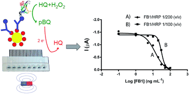 Graphical abstract: A validated multi-channel electrochemical immunoassay for rapid fumonisin B1 determination in cereal samples