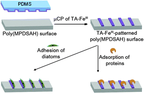 Graphical abstract: One-step functionalization of zwitterionic poly[(3-(methacryloylamino)propyl)dimethyl(3-sulfopropyl)ammonium hydroxide] surfaces by metal–polyphenol coating