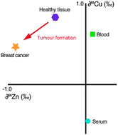 Graphical abstract: Zinc isotopic compositions of breast cancer tissue