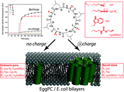 Graphical abstract: Effect of the amino acid composition of cyclic peptides on their self-assembly in lipid bilayers