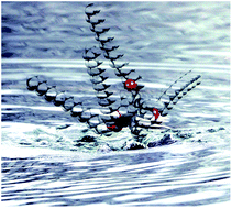 Graphical abstract: Assembling model tris(bipyridine)ruthenium(ii) photosensitizers into ordered monolayers in the presence of the polyoxometallate anion [Co4(H2O)2(α-PW9O34)2]10−