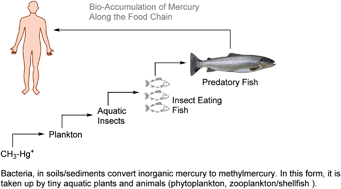 Graphical abstract: An overview of the recent developments on Hg2+ recognition