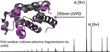 Graphical abstract: Structural characterization of holo- and apo-myoglobin in the gas phase by ultraviolet photodissociation mass spectrometry