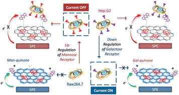 Graphical abstract: Dynamic tracking of pathogenic receptor expression of live cells using pyrenyl glycoanthraquinone-decorated graphene electrodes