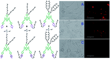 Graphical abstract: Near-infrared fluorescent probes based on piperazine-functionalized BODIPY dyes for sensitive detection of lysosomal pH