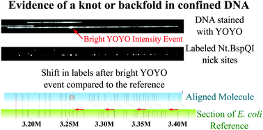 Graphical abstract: Topological events in single molecules of E. coli DNA confined in nanochannels