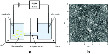 Graphical abstract: Experimental and theoretical investigations on temperature modulated translocation of IgG molecules through nanopore arrays