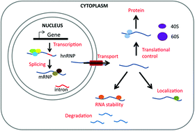 Graphical abstract: Can we observe changes in mRNA “state”? Overview of methods to study mRNA interactions with regulatory proteins relevant in cancer related processes