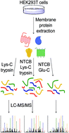 Graphical abstract: Enhancing the mass spectrometric identification of membrane proteins by combining chemical and enzymatic digestion methods