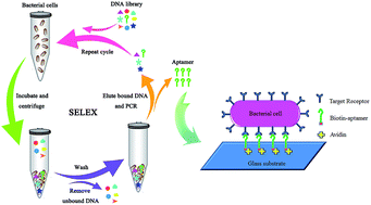 Graphical abstract: Whole-cell based aptamer selection for selective capture of microorganisms using microfluidic devices