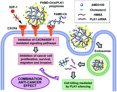 Graphical abstract: Balancing polymer hydrophobicity for ligand presentation and siRNA delivery in dual function CXCR4 inhibiting polyplexes