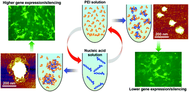 Graphical abstract: Mixing-sequence-dependent nucleic acid complexation and gene transfer efficiency by polyethylenimine