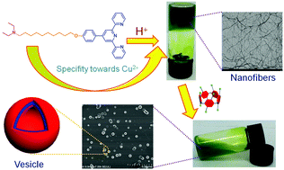 Graphical abstract: A Cu2+ specific metallohydrogel: preparation, multi-responsiveness and pillar[5]arene-induced morphology transformation
