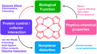 Graphical abstract: Conformational control of cofactors in nature – the influence of protein-induced macrocycle distortion on the biological function of tetrapyrroles