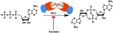 Graphical abstract: Potent inhibition of cyclic diadenylate monophosphate cyclase by the antiparasitic drug, suramin