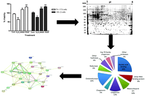 Graphical abstract: Protein DJ-1 and its anti-oxidative stress function play an important role in renal cell mediated response to profibrotic agents