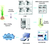 Graphical abstract: Comparative metalloproteomic approaches for the investigation proteins involved in the toxicity of inorganic and organic forms of mercury in rice (Oryza sativa L.) roots